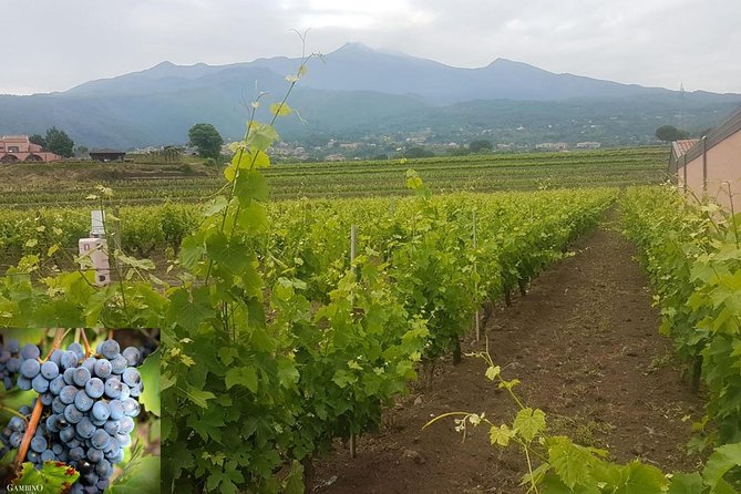 Etna trekking and wine tasting - What This Day Really Feels Like on Etna