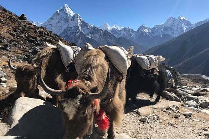 Everest Base Camp Trek 12 Days – Best Himalayan Adventure - Tengboche: the monastery stop that feels like a reset