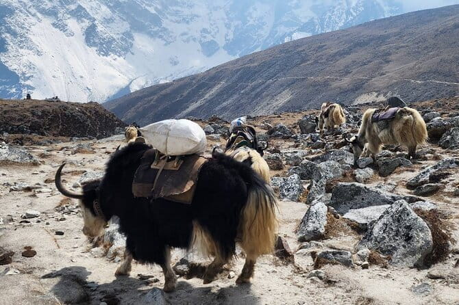 Everest Base Camp Trek from Kathmandu 12 Days - Key highlights you’ll feel on the trail