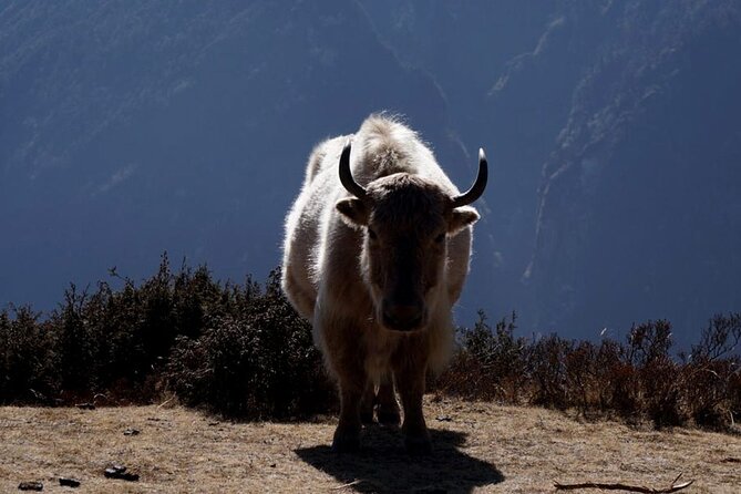 Everest Base Camp Trekking - 2025/2026 - Namche to Pangboche to Lobuche: Where Altitude Starts Calling the Shots