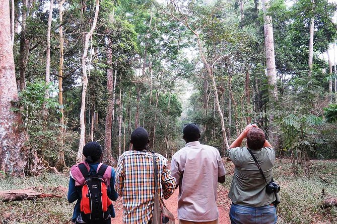 Experience Chimpanzee Trekking in Budongo Forest - Budongo Forest chimp trekking: what you’re really buying