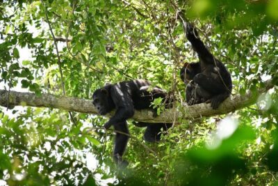 Experience Chimpanzee Trekking in Budongo Forest - Getting to the forest: Royal Mile and the ranger briefing