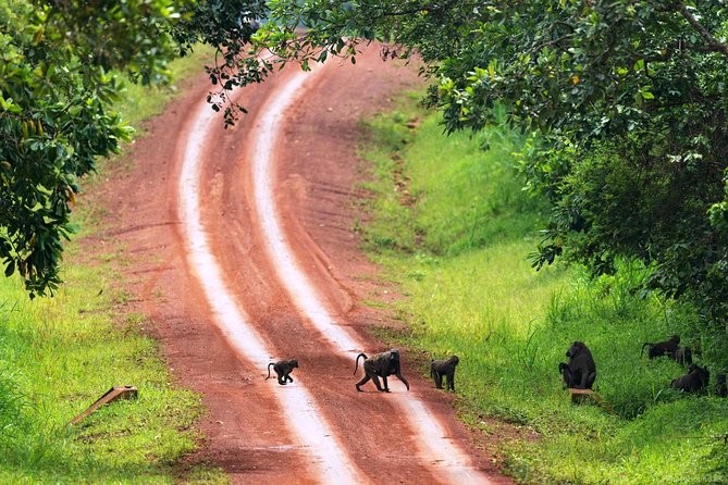 Experience Chimpanzee Trekking in Budongo Forest - More primates and plants: why the walk matters even before you find chimps