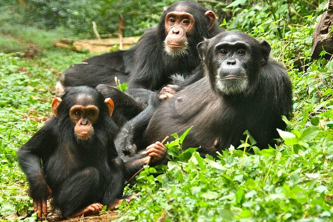 Experience Chimpanzee Trekking in Budongo Forest - Half-day trekking vs full-day habituation upgrade