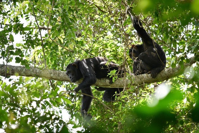 Experience Chimpanzee Trekking in Budongo Forest - Getting to the forest: Royal Mile and the ranger briefing