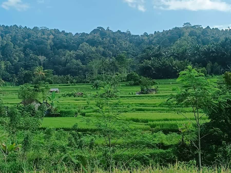 Explore rice terraces munduk & waterfall trekking experience - Key highlights that matter