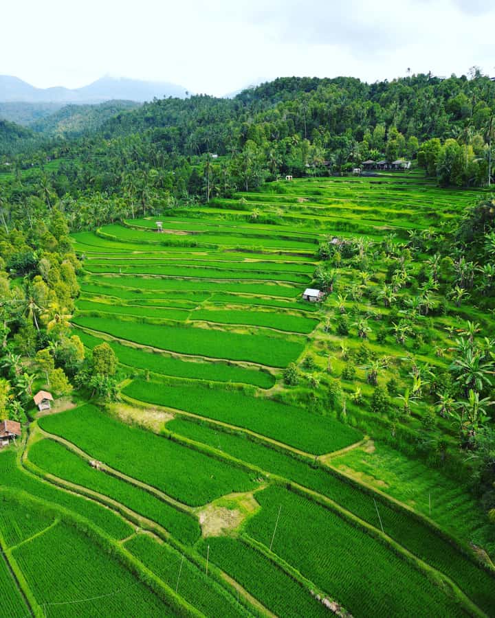 Explore rice terraces munduk & waterfall trekking experience - Munduk in North Bali: why rice terraces and waterfall time fit together