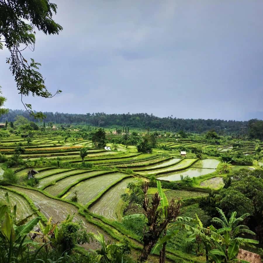 Explore rice terraces munduk & waterfall trekking experience - Waterfall time: a cooling break that can include a swim