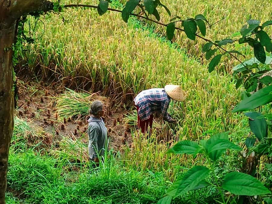 Explore rice terraces munduk & waterfall trekking experience - How the timing works in a five-hour day