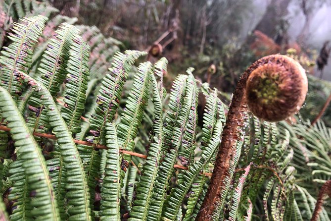 Exploring Fansipan: A 2-Day, 1-Night Trekking Adventure - Hiking Down or Taking the Cable Car: Make It Your Call