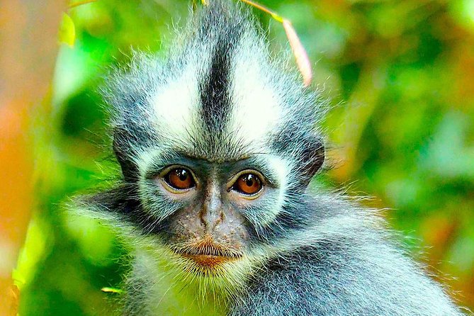 FAMILY JUNGLE TOUR: Orangutan Trek (4-hours hike) by EcoTravel Bukit Lawang - The timing: pickup around 10:30, start at 11:00, back by 15:00