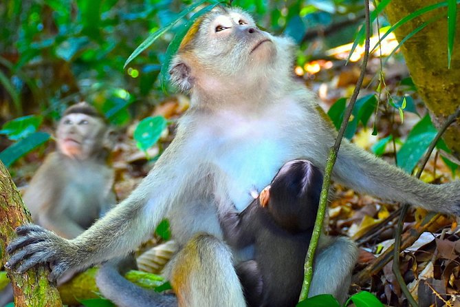 FAMILY JUNGLE TOUR: Orangutan Trek (4-hours hike) by EcoTravel Bukit Lawang - Guides who know when to stop: safety, respect, and real skills