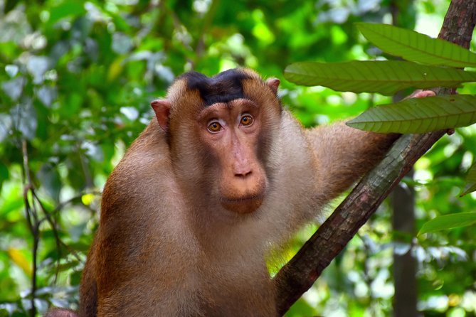 FAMILY JUNGLE TOUR: Orangutan Trek (4-hours hike) by EcoTravel Bukit Lawang - Lunch, fruits, water, and the permit you must budget for