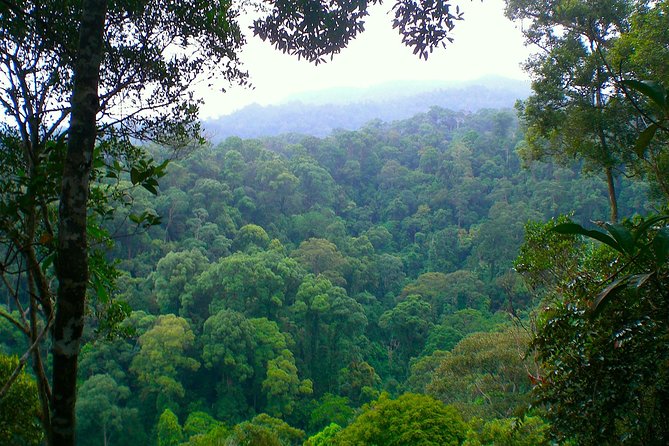 FAMILY JUNGLE TOUR: Orangutan Trek (4-hours hike) by EcoTravel Bukit Lawang - Who this trek suits best, and who should choose something else