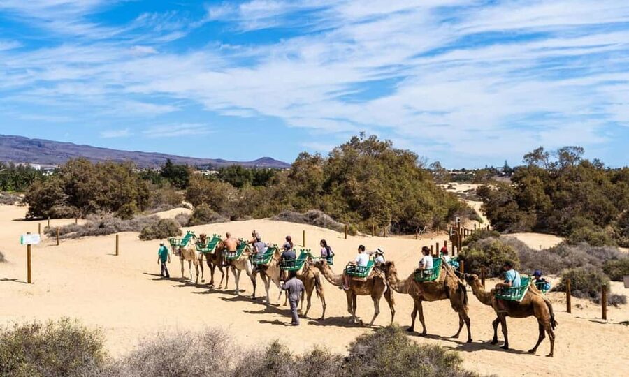 From Agadir: Camel Ride and Flamingo Trek - Mounting Up: What the Camel Ride Feels Like