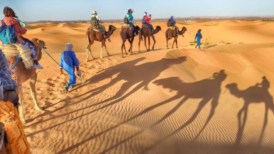 From Agadir: Camel Ride and Flamingo Trek - Forest Edges, Dunes, and Ocean Views: The Scenic Bits