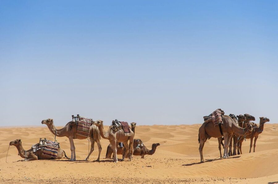 From Agadir: Camel Ride and Flamingo Trek - Who Should Book This Camel Ride and Flamingo Trek?