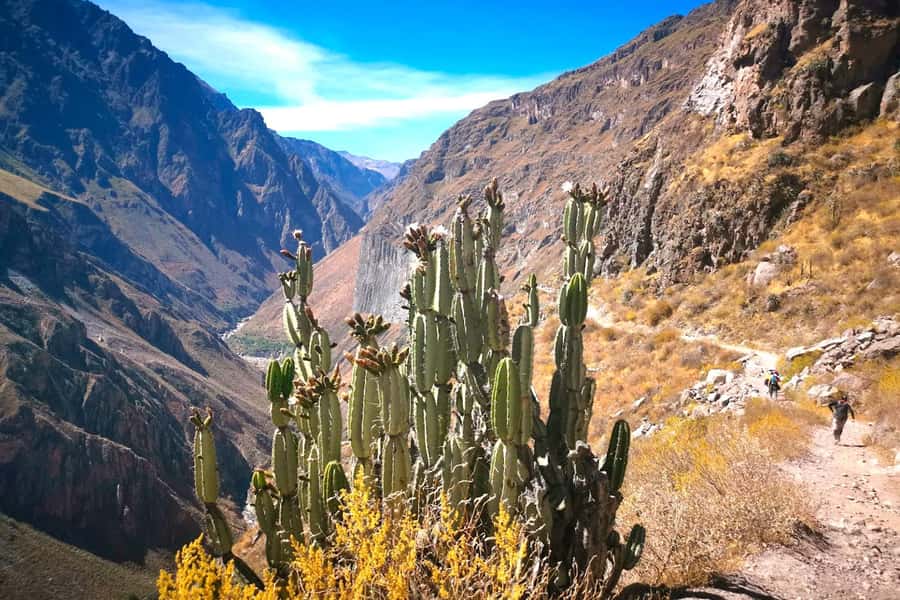 From Arequipa Trek : 2-Days of Hiking in the Colca Canyon - Down to San Juan de Chuccho: Canyon Flora, Bridge Crossings, and a Real Lunch