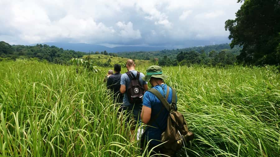 From Bangkok: Khao Yai National Park Jungle Trek with Lunch - Key Things That Make This Day in Khao Yai Work