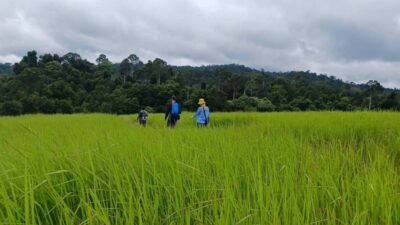 From Bangkok: Khao Yai National Park Jungle Trek with Lunch - Scenic Km 30 Photo Stop Inside Khao Yai