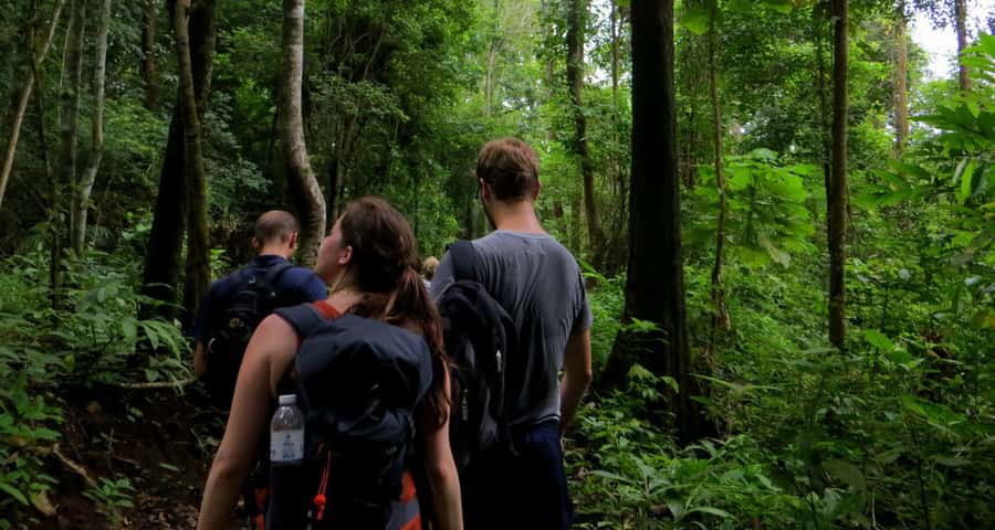 From Chiang Mai: High Mountain Day Trek - Flexible trails and forest conditions: what that means for you