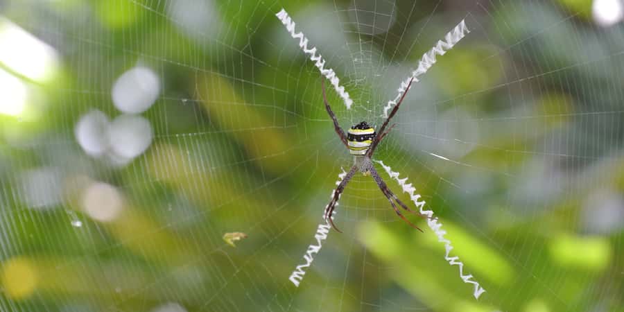 From Chiang Mai: High Mountain Day Trek - What to pack: your essentials for bugs, heat, and slippery trails