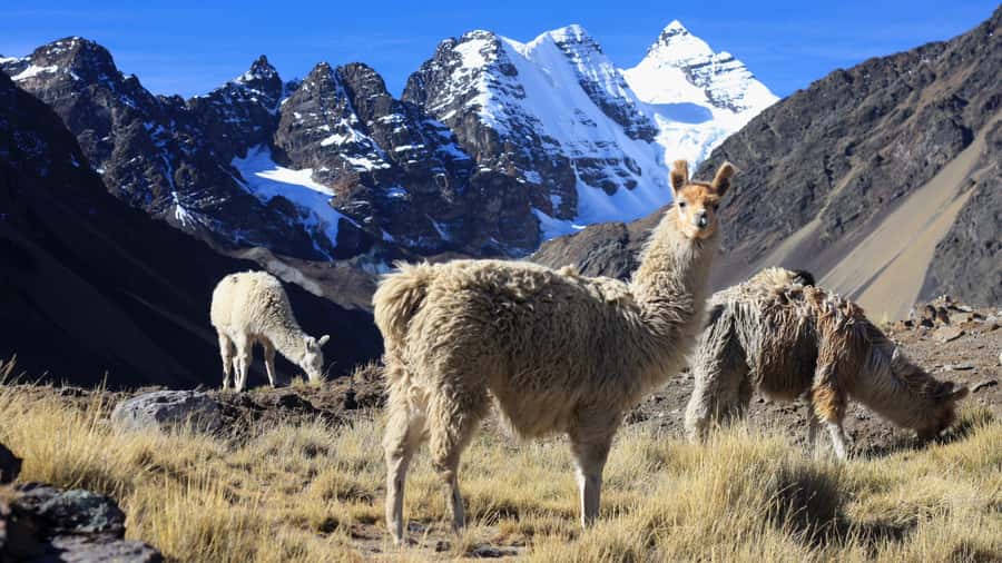 From Cusco: Rainbow Mountain Trek - Vinicunca’s seven colors: what the summit time is really like