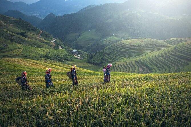 From Hanoi: 3 Days Sapa Trekking & Ethnic Villages by Dcar - Day 3 Ham Rong (Dragon’s Jaw) Mountain Trek and Hanoi Return