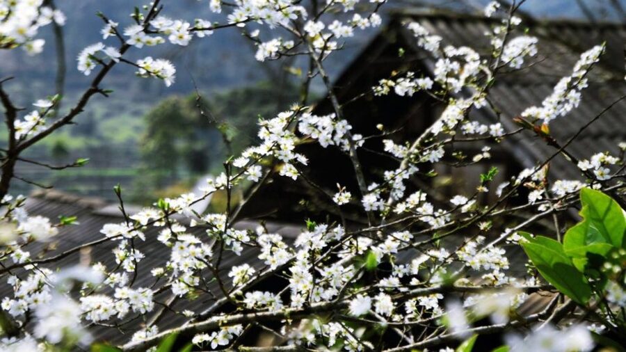 From Hanoi: Sapa 3-Day Medium Trek and Limousine Trip - Dealing with “helpful” sellers on the trail