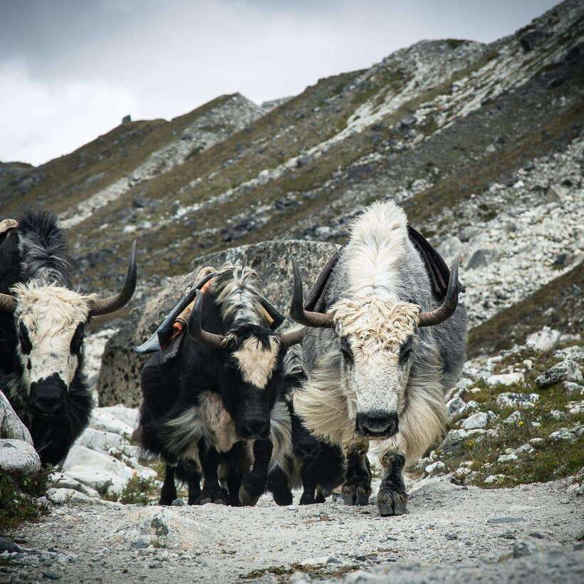 From Kathmandu: Guided Everest Base Camp Trek - Who should book this trek (and who should rethink it)