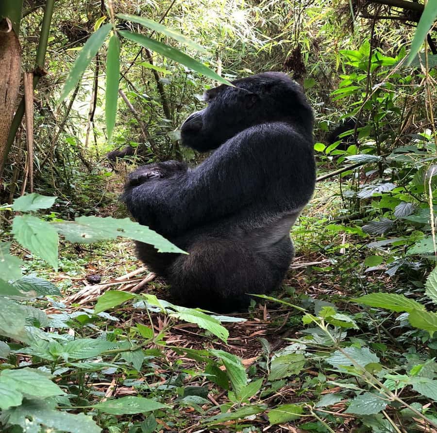 From Kigali: 1-Day Gorilla Trekking in Uganda - Key things to know before you go