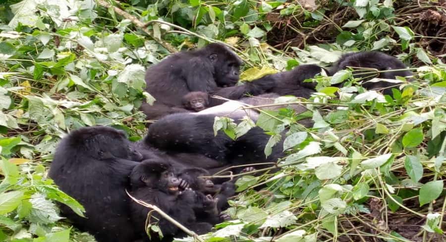 From Kigali: 1-Day Gorilla Trekking in Uganda - Why Mghahinga Gorilla Trekking Works Like a Plan, Not a Wander