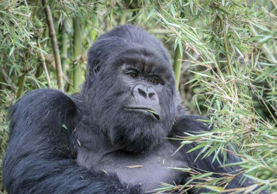 From Kigali: 1-Day Gorilla Trekking in Uganda - Breakfast by the Park and a Quick Huddle With Your Team