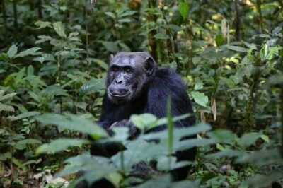 From Kigali: 1-Day Gorilla Trekking in Uganda - Getting From Kigali to the Park: the Early Drive and Border Stop