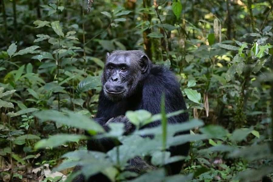 From Kigali: 1-Day Gorilla Trekking in Uganda - Getting From Kigali to the Park: the Early Drive and Border Stop