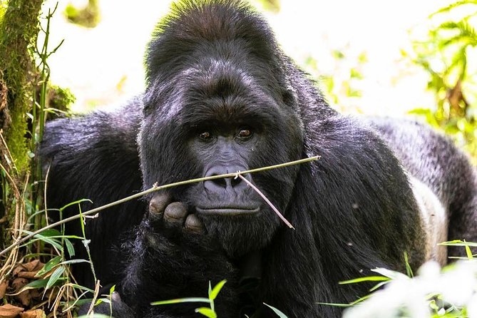 From Kigali: 10 Hour Day-trip Rwanda Gorilla Trekking with Lunch - The 4x4 vehicle, lunch, and the pacing of a single-day trek