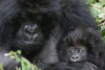 From Kigali: 10 Hour Day-trip Rwanda Gorilla Trekking with Lunch - Volcanoes National Park: rules, rangers, and real conservation