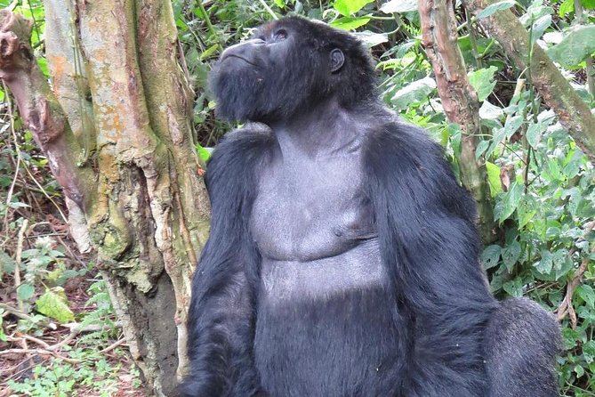 From Kigali: 10 Hour Day-trip Rwanda Gorilla Trekking with Lunch - Price in context: what $332.86 covers and what to plan for