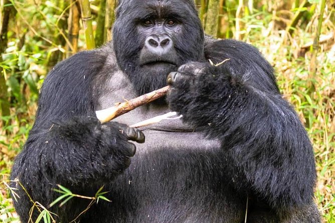 From Kigali: 10 Hour Day-trip Rwanda Gorilla Trekking with Lunch - Service quality you can feel: permits, paperwork, and named support