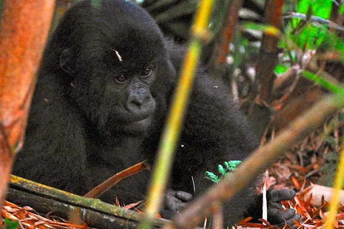 From Kigali: 10 Hour Day-trip Rwanda Gorilla Trekking with Lunch - Who this Kigali gorilla day trip is best for