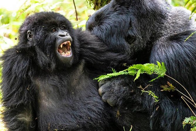 From Kigali: 10 Hour Day-trip Rwanda Gorilla Trekking with Lunch - Should you book this Kigali gorilla day trip?