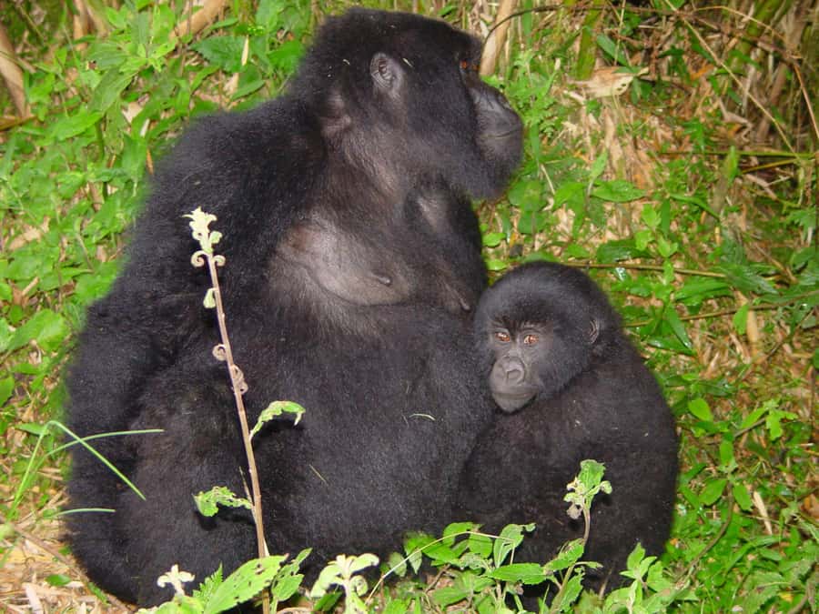 From Kigali: 2-Day Gorilla Trek: Bwindi Nat Park - Day 2 gorilla trek: the walk, the hour close-up, and what to pack