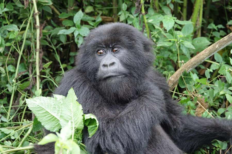 From Kigali: 2-Day Gorilla Trek: Bwindi Nat Park - Cultural tour: adding meaning to the drive days