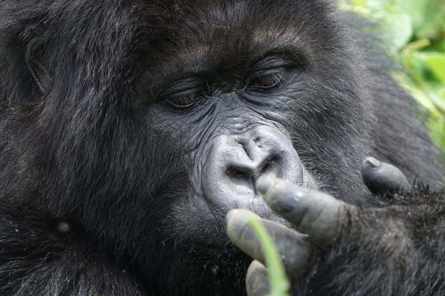 From Kigali: 2-Day Gorilla Trek: Bwindi Nat Park - Price and logistics: what $560 covers (and what doesn’t)