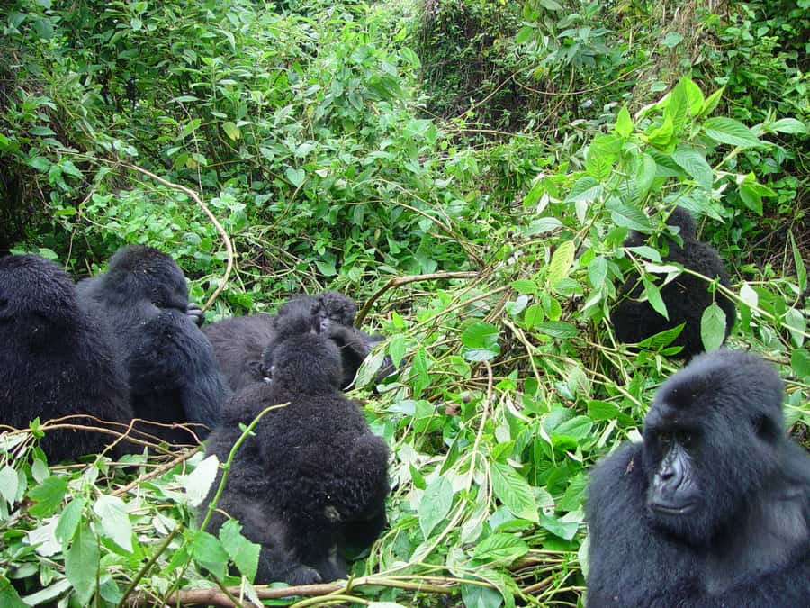 From Kigali: 2-Day Gorilla Trek: Bwindi Nat Park - Who this trip is best for
