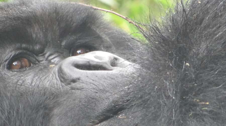From Kigali: 2-Day Gorilla Trek in Bwindi - Key Points That Matter