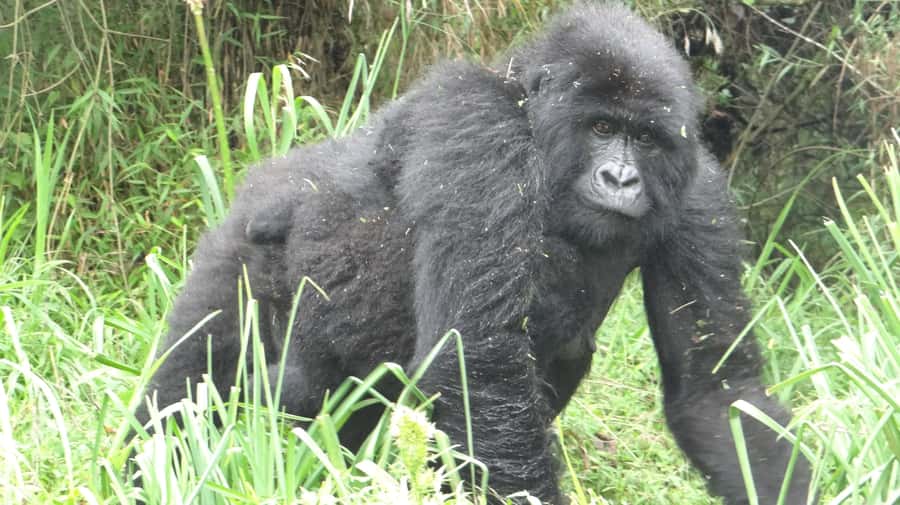 From Kigali: 2-Day Gorilla Trek in Bwindi - From Kigali to Bwindi: What the Route Really Does for You