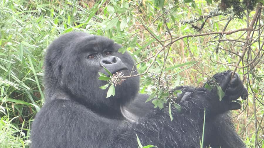 From Kigali: 2-Day Gorilla Trek in Bwindi - Day 2: Park Briefing, Trackers, and the One-Hour Gorilla Moment