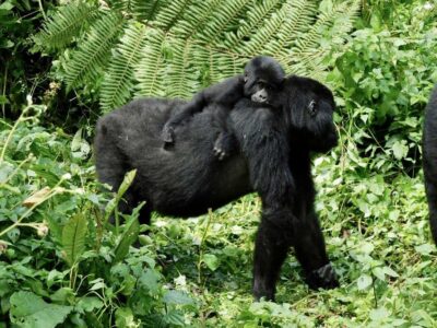 From Kigali: 2-Day Gorilla Trek in Bwindi - Day 1: Crossing the Border and Setting Yourself Up for Day 2