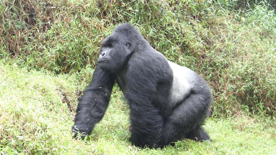 From Kigali: 2-Day Gorilla Trek in Bwindi - What’s Included vs Not: The Real Price Picture